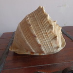 Cassis cornuta shell like new