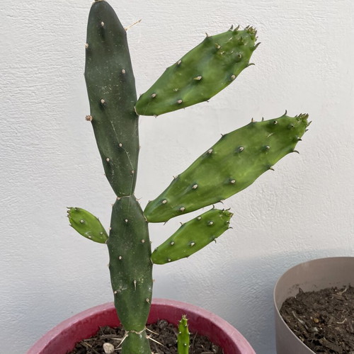 Cactus in a pot new