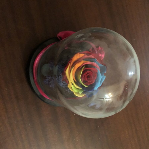 Forever Rose rainbow in glass dome with wooden base