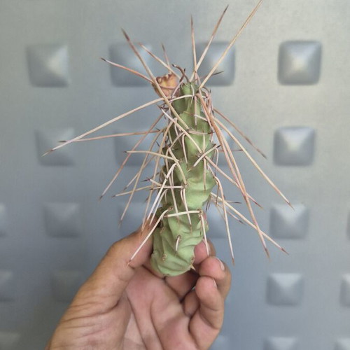 Opuntia Sulphurea cactus with unique spines