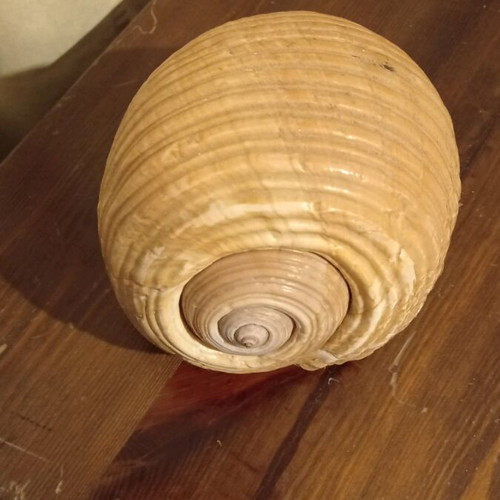 Natural shell large size like new