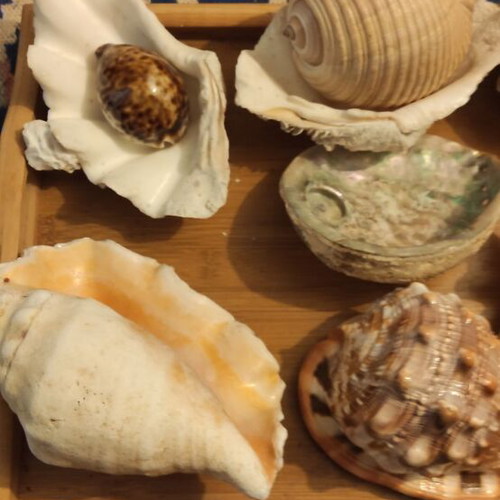 Large Red Sea shells new in various designs