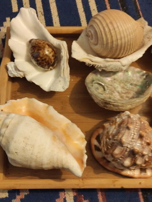 Large Red Sea shells new in various designs