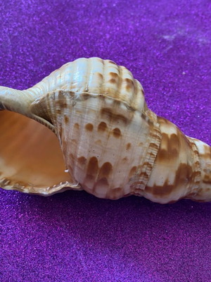 Κοχύλι Τρίτωνας 20 εκ. μεταχειρισμένο διακοσμητικό για το μπάνιο