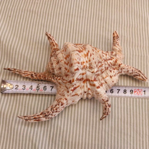 Natural Water Conch Shell Lambis Lambis used, 21 cm hexagonal
