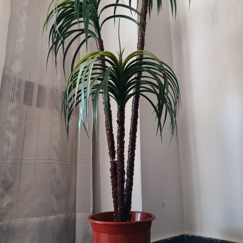 Decorative plant for indoor and outdoor spaces (H 1.40).