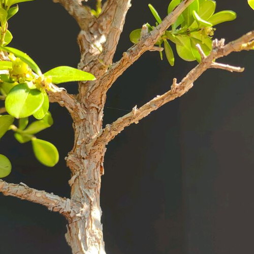 BONSAI  buxus