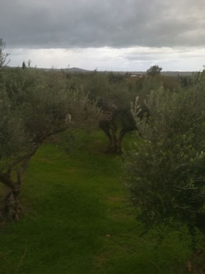 Extra virgin pure olive oil from Pyrgos Ilia, November 2025 production, 17L tin