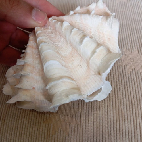 Shell used, two pieces, length 14 cm, width 9 cm