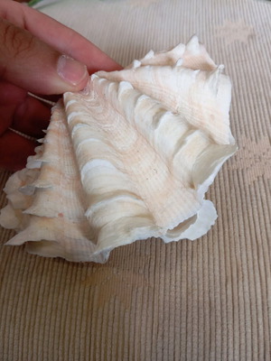 Shell used, two pieces, length 14 cm, width 9 cm