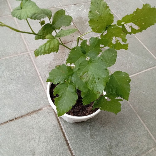 Raspberry plant new, thorny with large red raspberries
