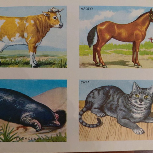 Collectible animal card by REKOU editions, 1960s, new