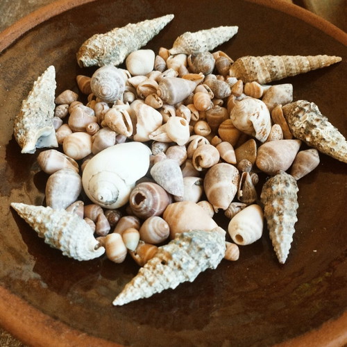 Seashells new, choose any quantity