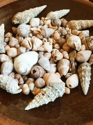 Seashells new, choose any quantity