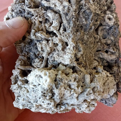 Vintage Authentic Mediterranean Coral Specimen 16 cm, 1980s