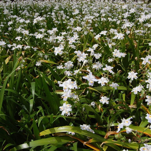 Iris Japonica flower seeds, pack of 25, exotic perennial plant