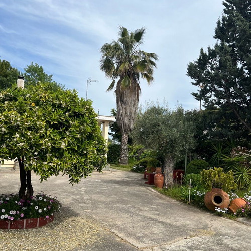 Washingtonia palms like new, 12-13 meters and 10-11 meters
