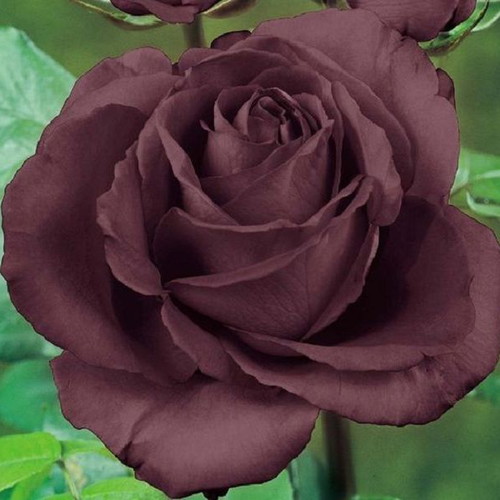 Chocolate Rose seeds, pack of 25