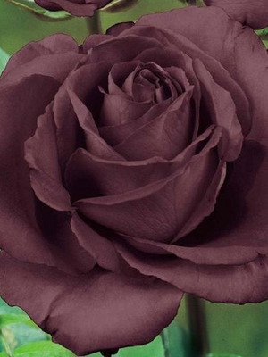 Chocolate Rose seeds, pack of 25