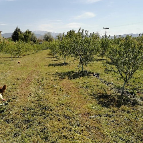 Organic Walnuts 885gr from Voio Kozani, fresh harvest