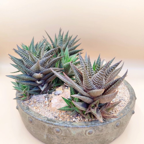 Haworthia limifolia bonsai pot new