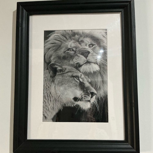 Canvas lions black and white like new 30x40 cm