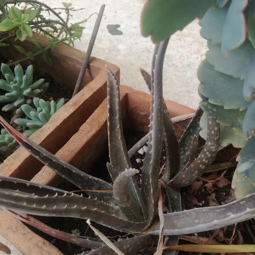 Aloe plant used in 10cm plastic pot with narrow leaves