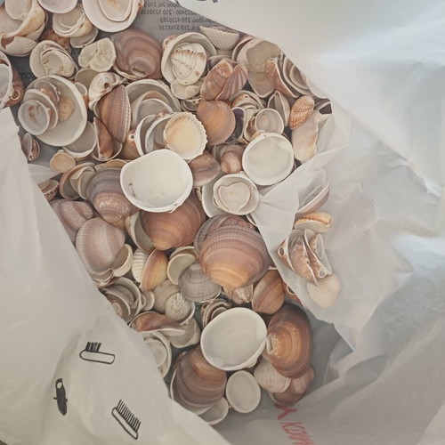 Natural seashells pack 1.5 kg for crafts and decoration