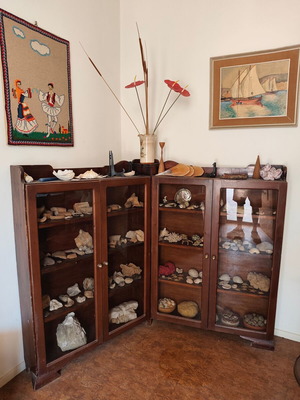 Showcase with seashells