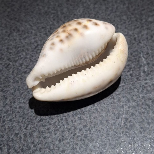 Tiger Cowrie shell used, handcarved Gemini zodiac decoration