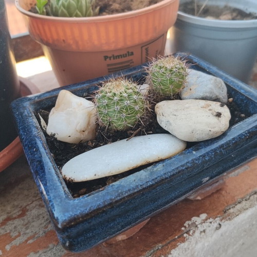 Echinopsis cacti set of 2 in handmade ceramic pot, new