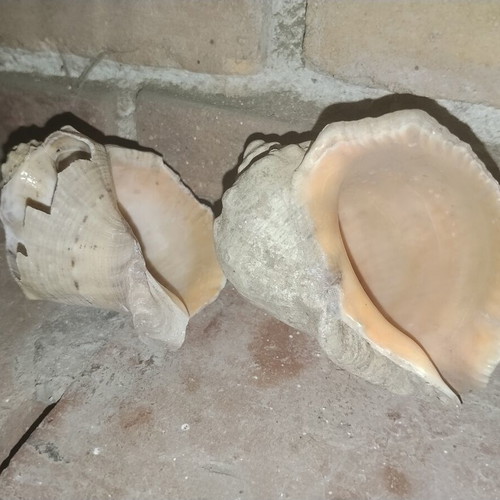 Large vintage natural sea shells Rapana from Black Sea, set of 2