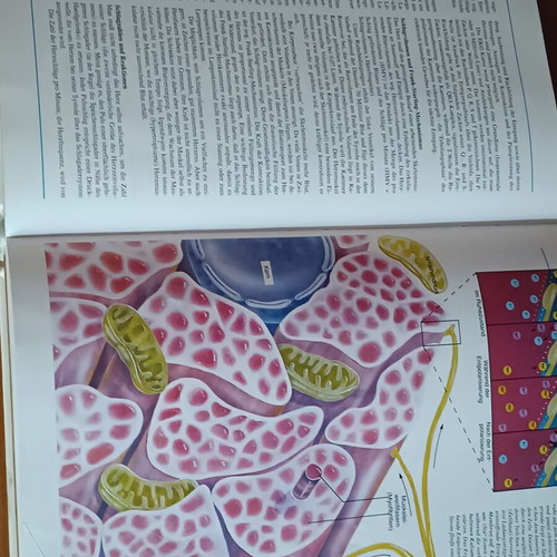 Der Körper des Menschen book like new, German anatomy guide