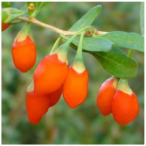 Goji Berry Lycium Barbarum seeds superfood pack of 50 like new