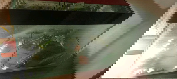 Γυάλα μεσσαια σε πολύ καλή κατάσταση