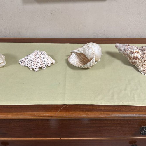 Seashells 4 different designs and sizes