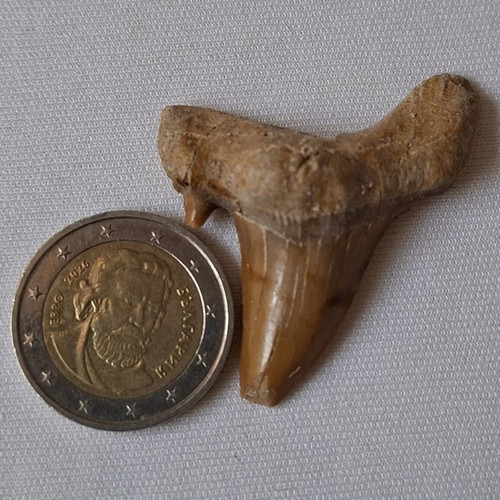 Fossilized shark tooth from Morocco