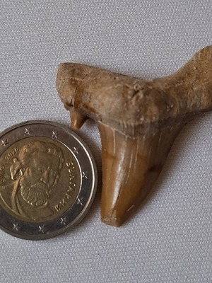 Fossilized shark tooth from Morocco