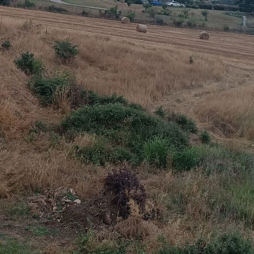 Agricultural land 5000 m² in Hortiatis Thessaloniki