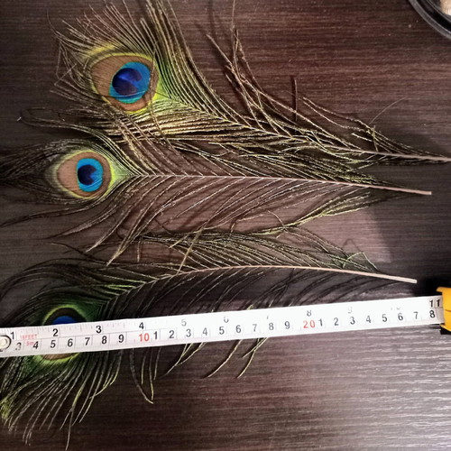 Peacock feather new, length 28 centimeters