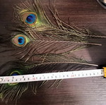 Peacock feather new, length 28 centimeters