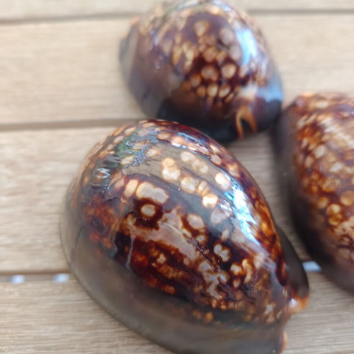 Mauritia Mauritiana Seashells Set of 3 Large Collectible
