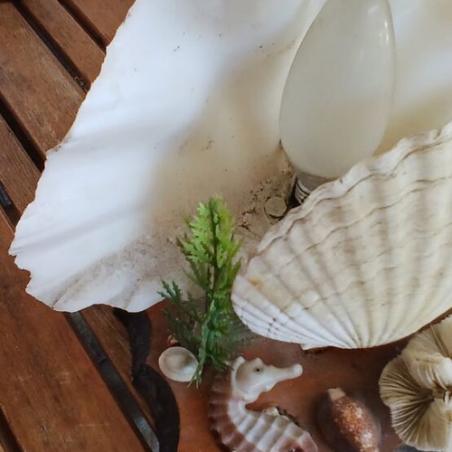 Decorative lamp with seashells from Aruba, vintage