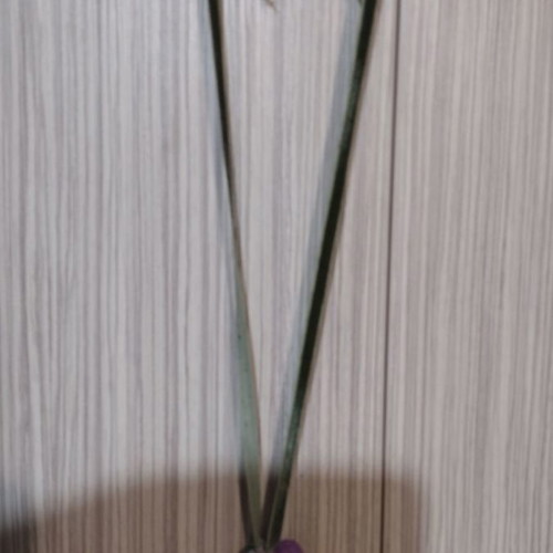 Handmade shell necklace new