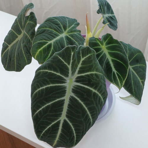 Alocasia Black Velvet plant, ready to bloom, 25cm height