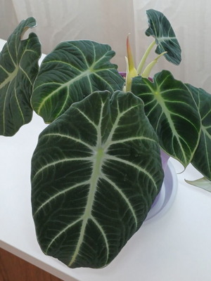 Alocasia Black Velvet plant, ready to bloom, 25cm height