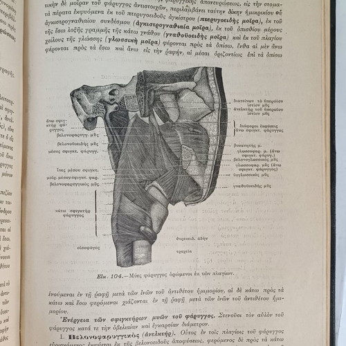 Anatomy of Man used, 1914, by N.P. Michalakeas