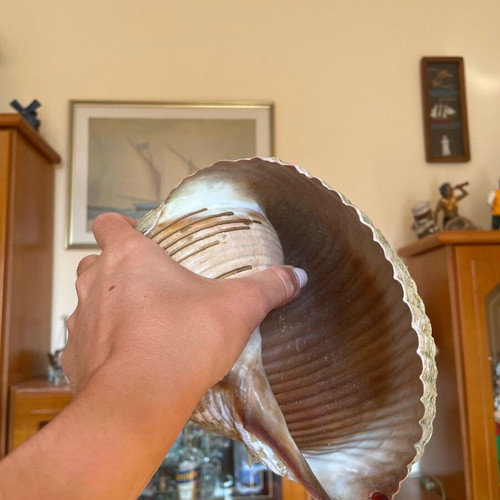Large seashell used, natural from the sea