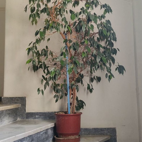 Ficus Benjamina like new, 1.2 meters tall indoor plant