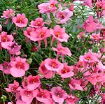  20 Σποροι Φυτο Twinspur Pink Queen